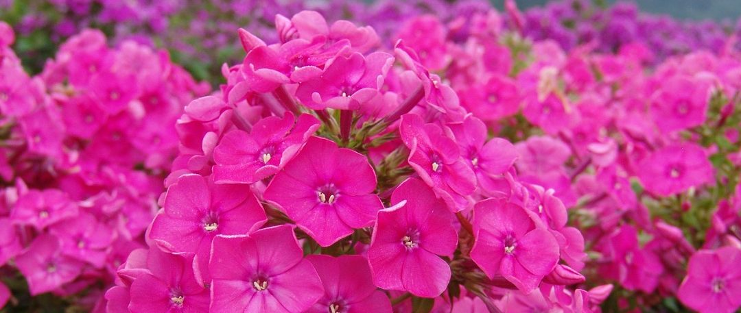 Phlox paniculata Top Shelf® Series