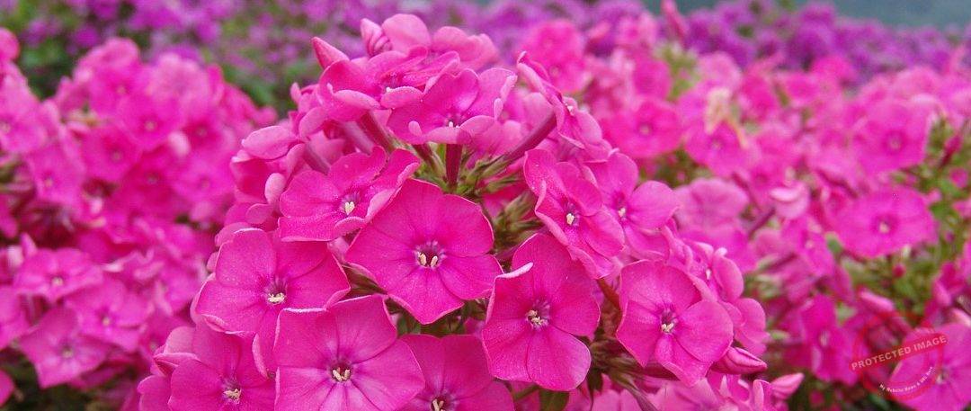 Phlox paniculata Top Shelf® Series