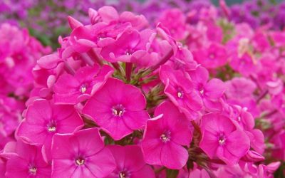 Phlox paniculata Top Shelf® Series