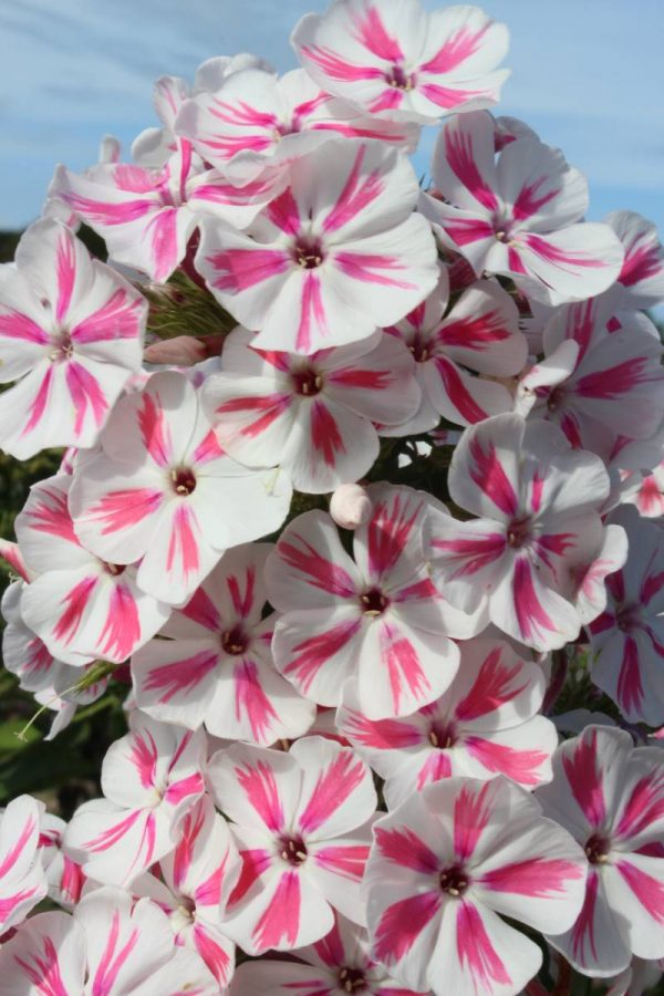 Phlox pan,Twister®