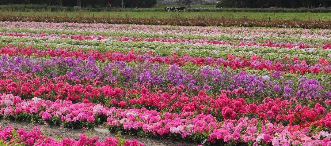 Phlox paniculata Younique® Series