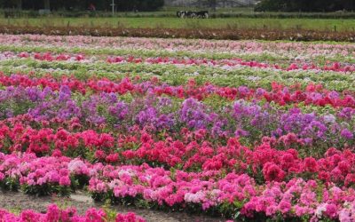 Phlox paniculata Younique® Series