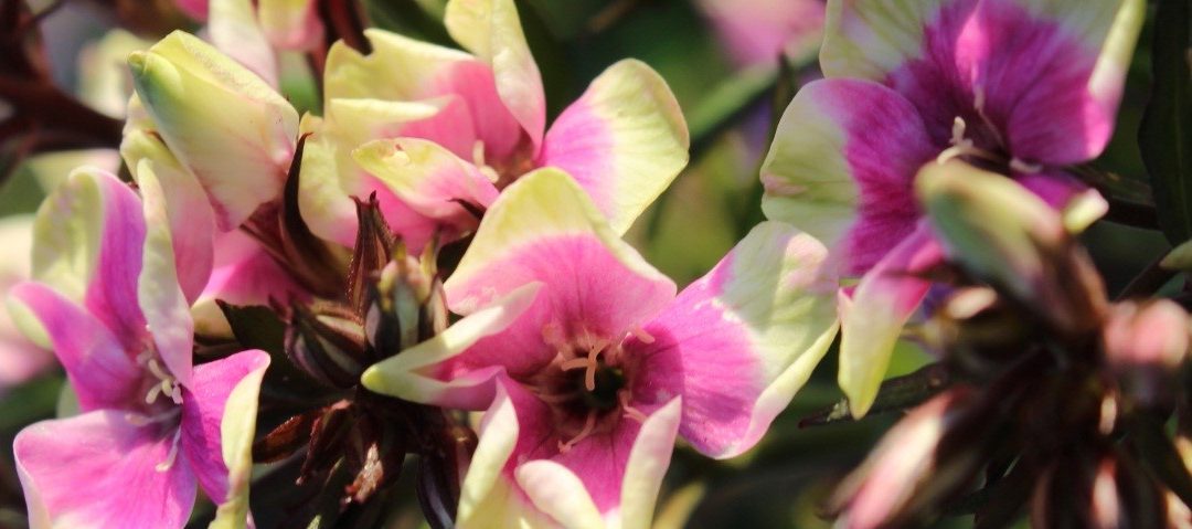 Phlox paniculata hybrid Neon® Series