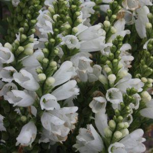 Physostegia