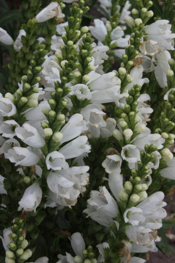 Physostegia virg. Miss Manners