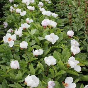 Paeonia  Picotee