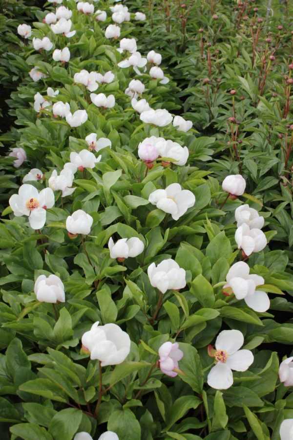 Paeonia  Picotee