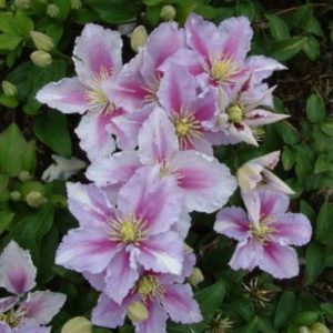 Clematis Piilu