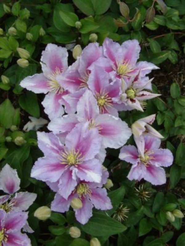 Clematis Piilu