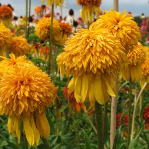 Echinacea Pineapple Sundae®
