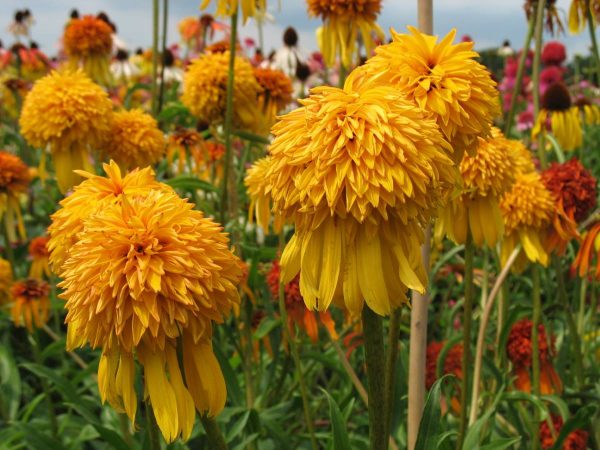 Echinacea Pineapple Sundae®
