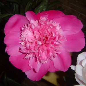Paeonia  Pink Cameo