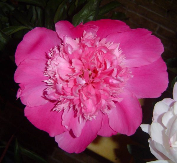 Paeonia  Pink Cameo