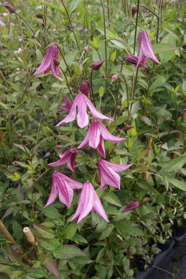 Clematis Pink Delight®