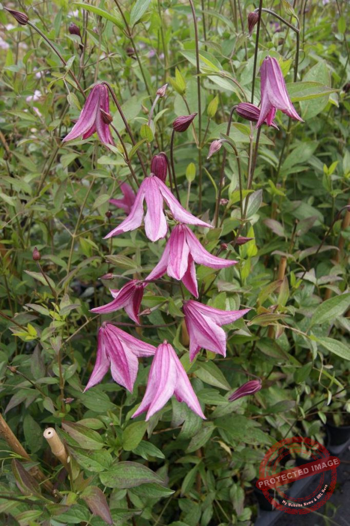 Clematis Pink Delight® Verschoor Horticulture