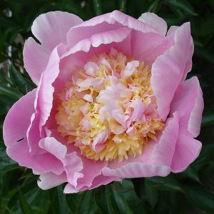 Paeonia  Pink Lemonade