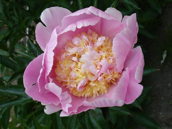 Paeonia  Pink Lemonade
