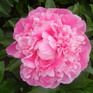 Paeonia  Pink Parfait