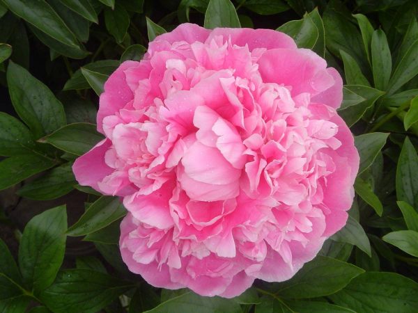 Paeonia  Pink Parfait