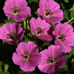 Geranium Pink Penny®