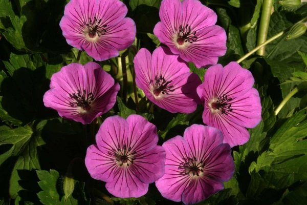 Geranium Pink Penny®