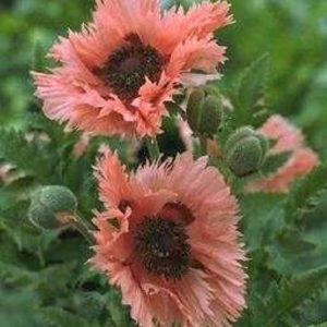 Papaver Pink Ruffles®