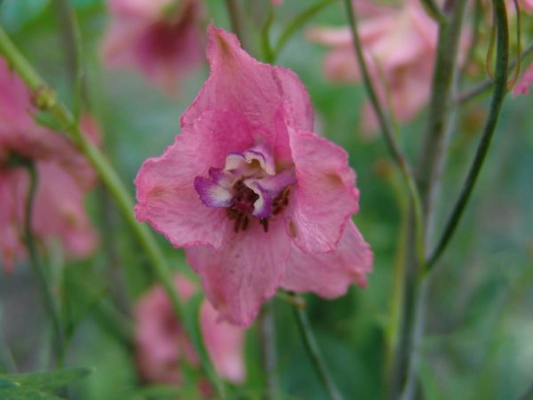 Delphinium bellad. Pink Sensation