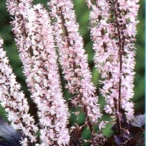 Actea ramosa Pink Spike