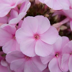 Phlox pan, Pinky Hill