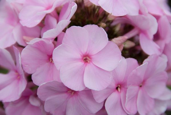 Phlox pan, Pinky Hill