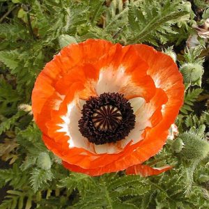 Papaver Pinnacle