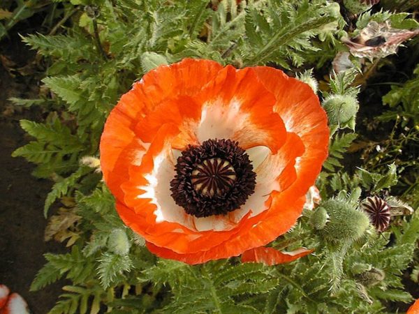 Papaver Pinnacle