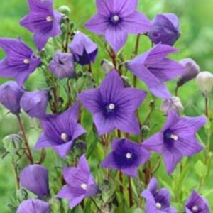 Platycodon Blue