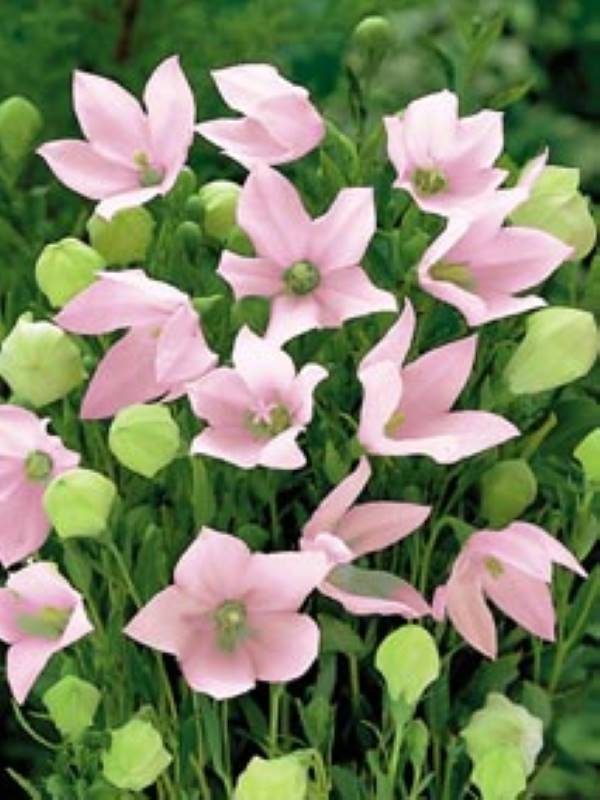 Platicodon Pink