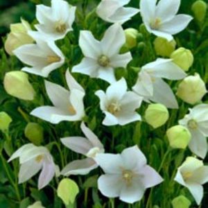 Platycodon White