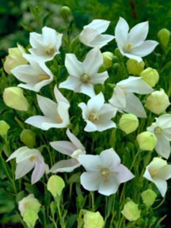 Platycodon White