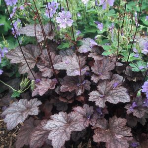 Heuchera Plum Pudding