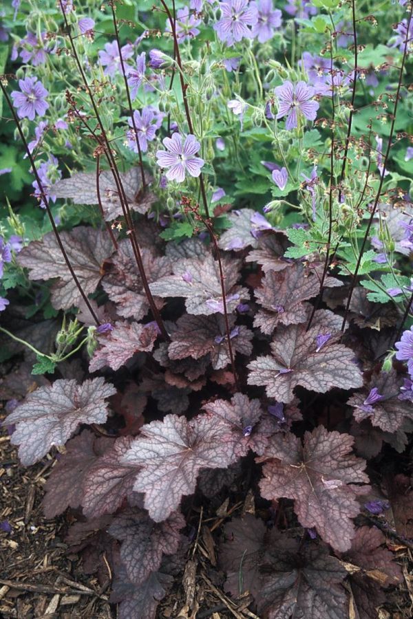 Heuchera Plum Pudding