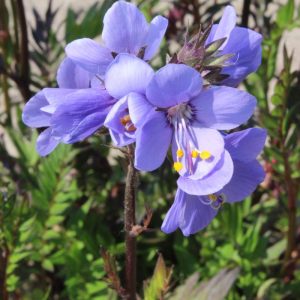 Polemonium