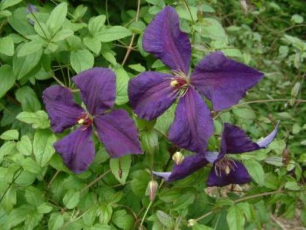 Clematis Polish Spirit