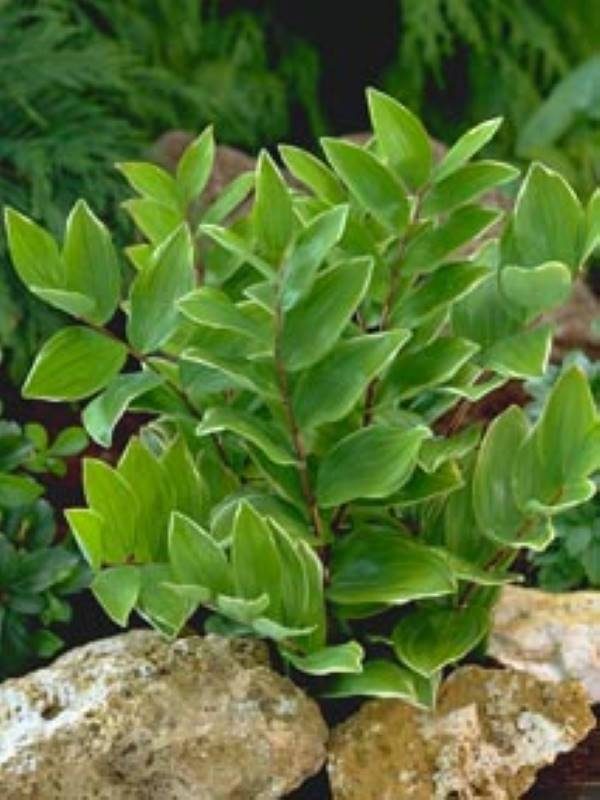 Polygonatum falcatum Variegatum