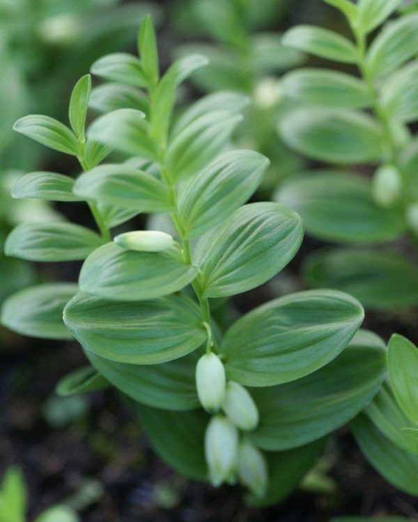 Polygonatum humile