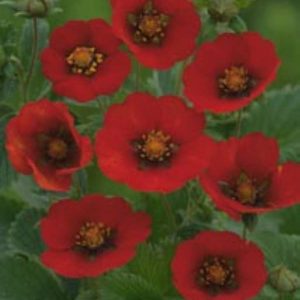 Potentilla Arc en Ciel