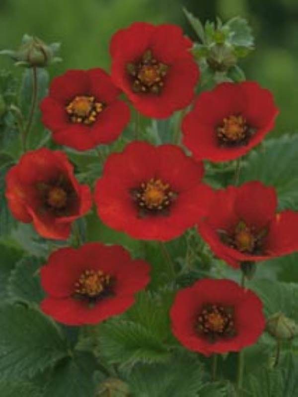 Potentilla Arc en Ciel