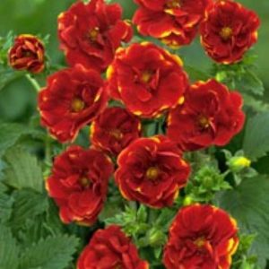 Potentilla Emilie