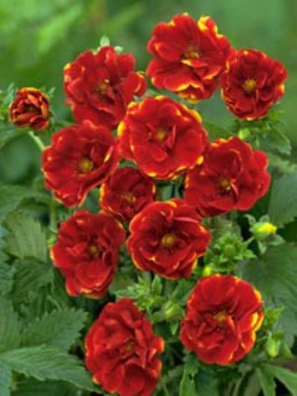 Potentilla Emilie