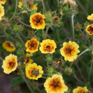 Potentilla Esta Ann