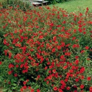 Potentilla Gibson's Scarlet