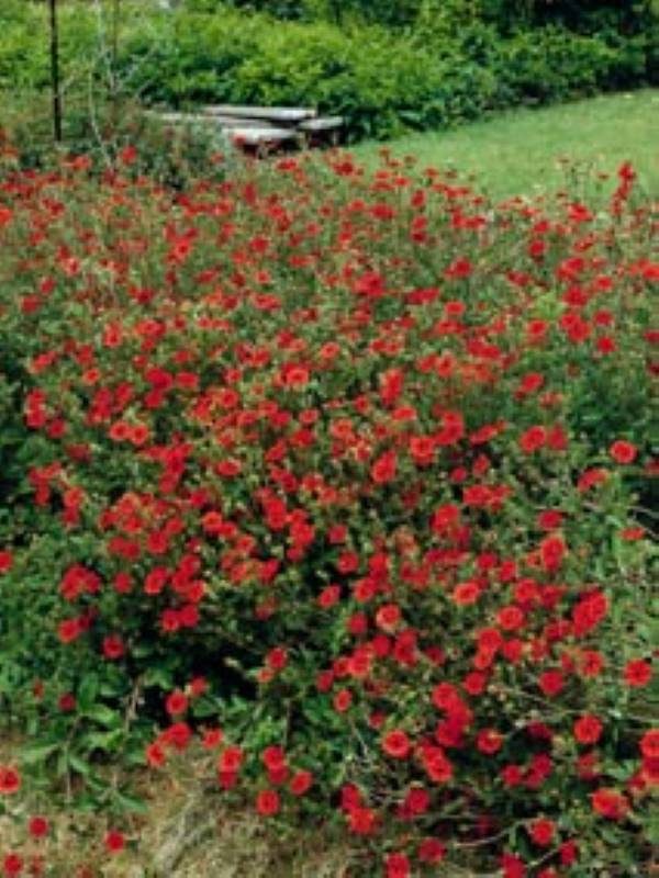 Potentilla Gibson's Scarlet