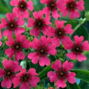 Potentilla Ron Mc Beath